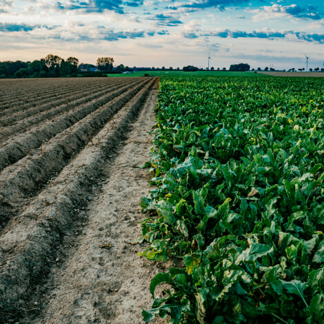 Compromisso com a agricultura regenerativa